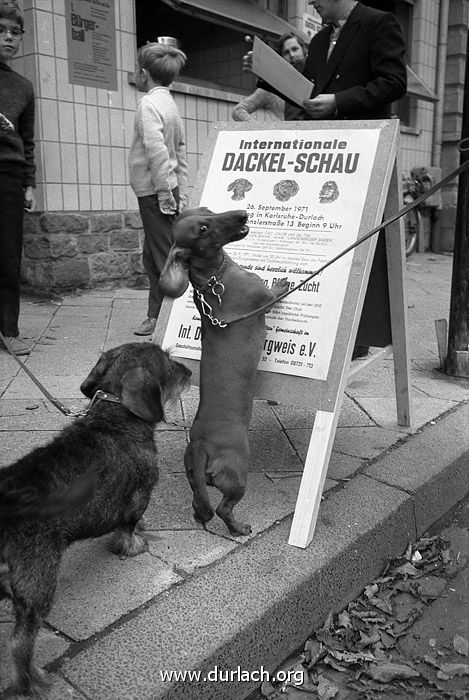 Festhalle Dackelschau 1971