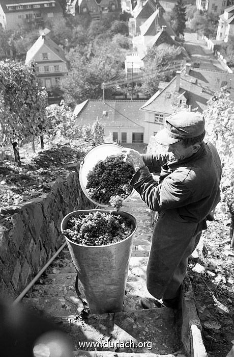 Weinbauversuchsanstalt