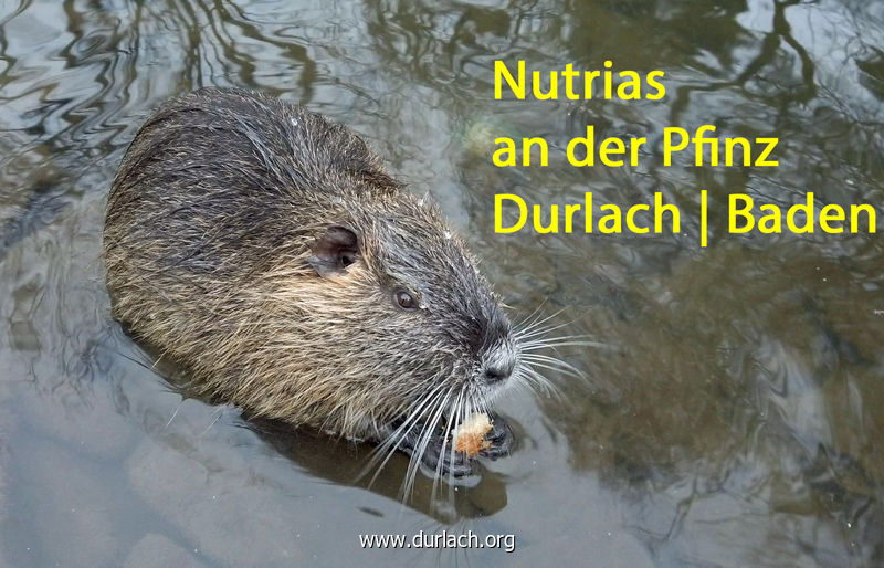 Nutrias an der Pfinz | Durlach - Baden