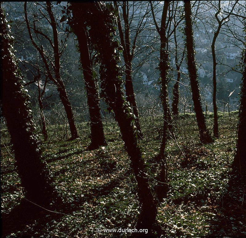 1981 - auf dem Turmberg