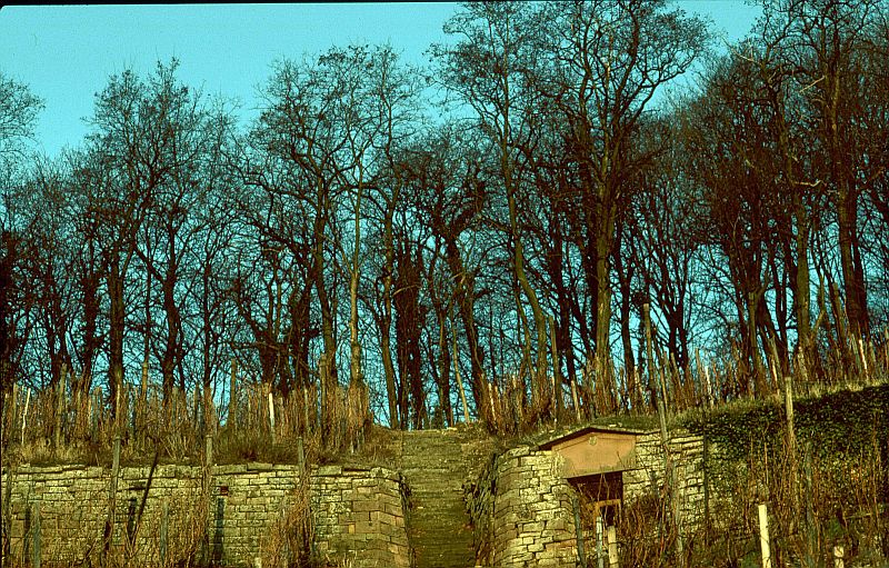 In den Weinbergen. Ca. 1979