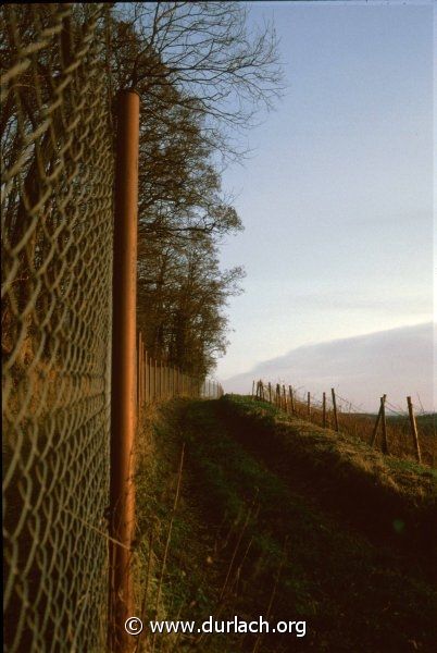 In den Weinbergen. Ca. 1979