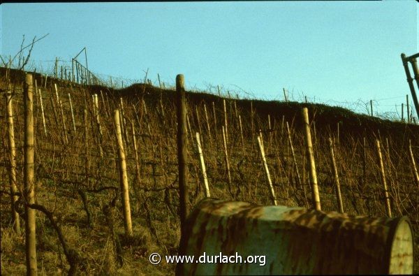 In den Weinbergen. Ca. 1982