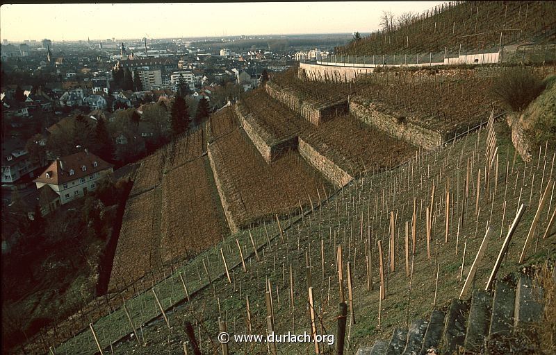 1982 - in den Weinbergen