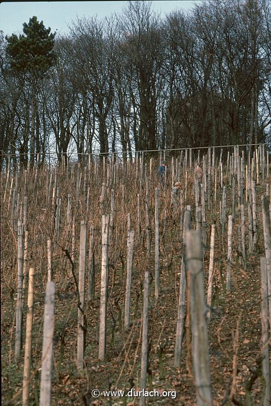 1975 - in den Weinbergen