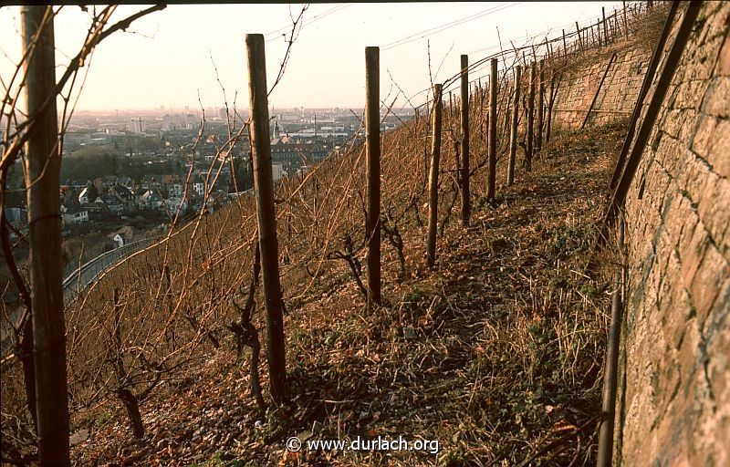 1980 - in den Weinbergen