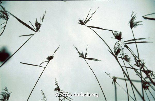 Im Oberwald, ca. 1982