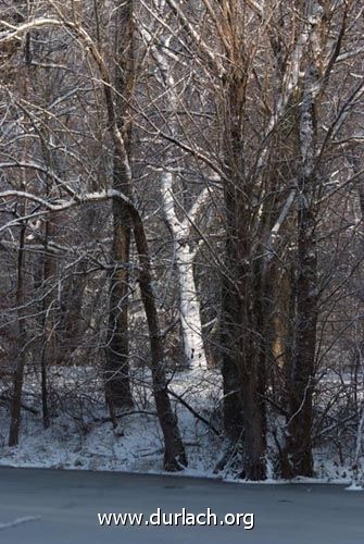 Oberwald im Schnee Dez. 2010