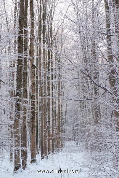 Oberwald im Schnee Dez. 2010