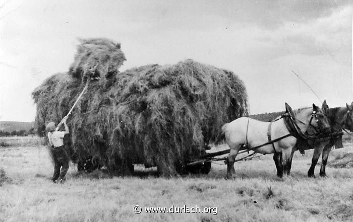 Auer Wiesen 1946