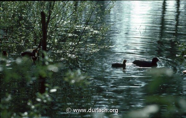 Enten im Oberwald, ca. 1978