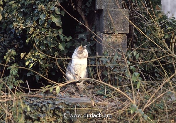 Durlacher Katze