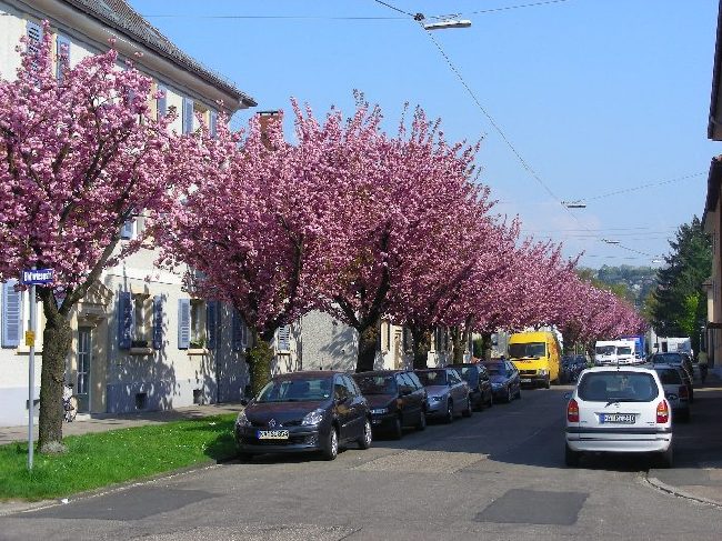 Die Frhjahrsblte in der Blattwiesenstrae