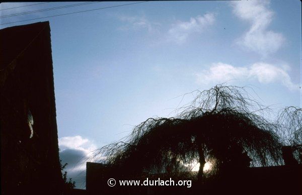 Wer kennt diesen Baum? Ca. 1984