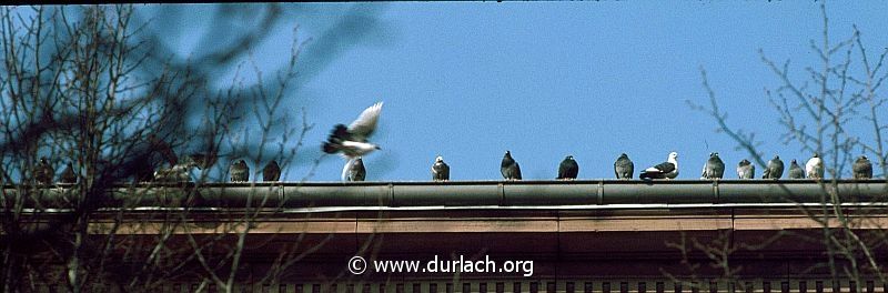 1981 - Friedrichschule