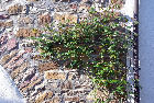 An der Stadtmauer, 2008 An der Stadtmauer, 2008