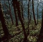 Oberhalb der Weinberge, ca. 1980