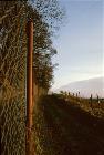 In den Weinbergen. Ca. 1979