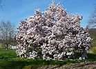 Magnolienbaum beim Lamprechtshof