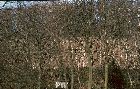 1975 - Blick auf die Weinberge