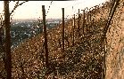 1980 - in den Weinbergen