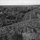 ca. 1980 - Blick ber den Weinberg auf Durlach