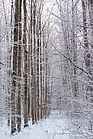 Oberwald im Schnee Dez. 2010