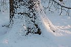 Oberwald im Schnee Dez. 2010 Oberwald im Schnee Dez. 2010