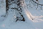 Oberwald im Schnee Dez. 2010