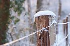 Oberwald im Schnee Dez. 2010