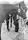 Juli 1967: Reitturnier auf der Lenzenhub