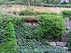 D U R L A C H en' miniatur im Gartenhang D U R L A C H en' miniatur im Gartenhang