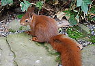 Eichhörnchen im Hof Eichhörnchen im Hof